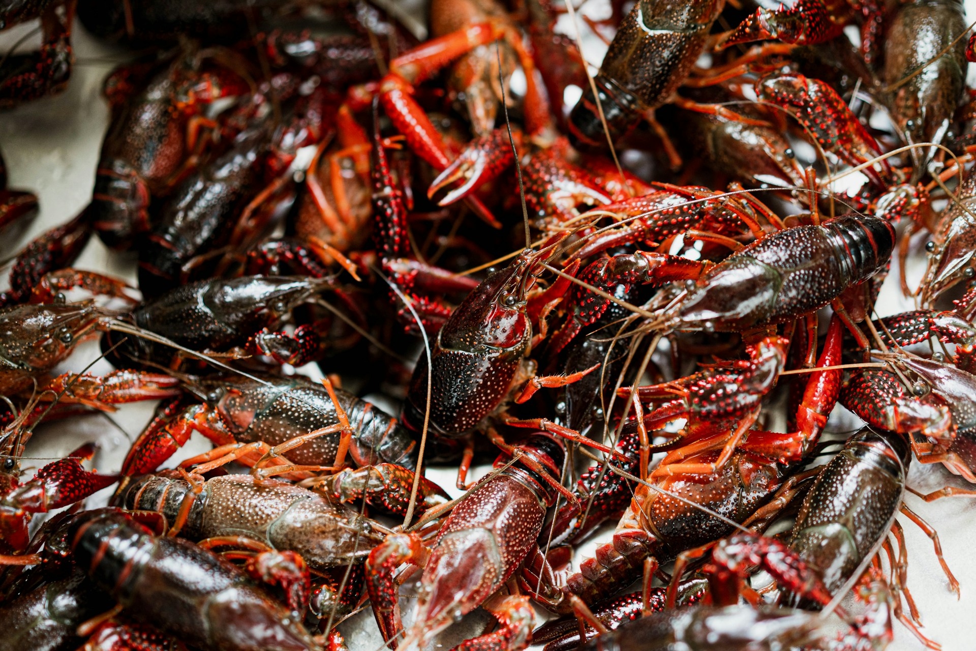 Award-winning cajun crawfish